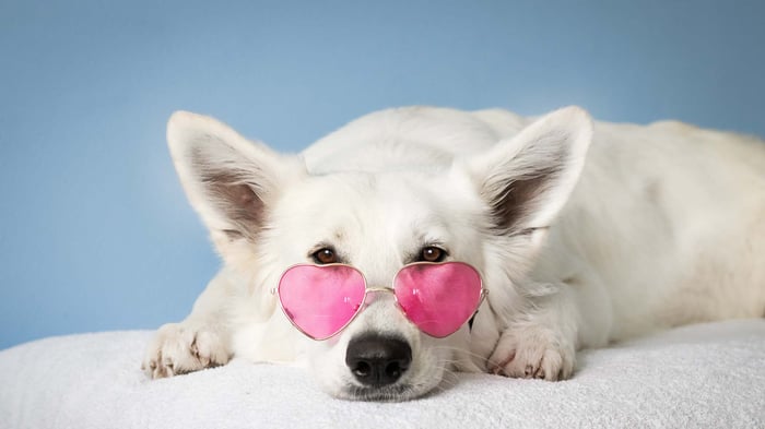 A dog wearing glasses